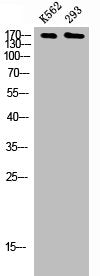 Western Blot analysis of K562 293 cells using Topo IIα Polyclonal Antibody