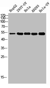 Western blot analysis of HEPG2 293T-UV HELA AD293 HELA-UV using Acetyl-p53 (K381) Polyclonal Antibody.