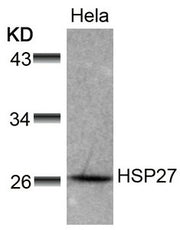 Western blot analysis of extracts from Hela cells using HSP27(Ab-78) Antibody.