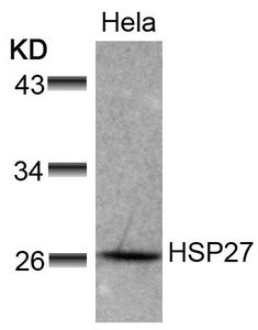 Western blot analysis of extracts from Hela cells using HSP27(Ab-78) Antibody.