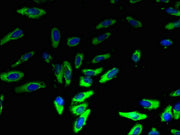 Immunofluorescent analysis of Hela cells using CSB-PA05074A0Rb at dilution of 1:100 and Alexa Fluor 488-congugated AffiniPure Goat Anti-Rabbit IgG(H+L)