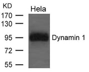 Western blot analysis of extracts from Hela cells using Dynamin 1 Antibody.