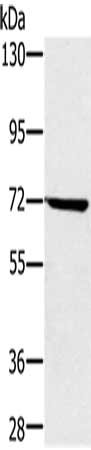 Gel: 6%SDS-PAGE, Lysate: 40 ug, Lane: Hela cells, Primary antibody: CSB-PA051469(NUP85 Antibody) at dilution 1/300, Secondary antibody: Goat anti rabbit IgG at 1/8000 dilution, Exposure time: 1 minute