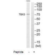 Western blot analysis of extracts from A549 cells, using TBX3 antibody.