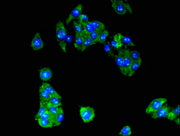 Immunofluorescent analysis of HepG2 cells using CSB-PA05249A0Rb at dilution of 1:100 and Alexa Fluor 488-congugated AffiniPure Goat Anti-Rabbit IgG(H+L)