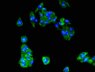 Immunofluorescent analysis of HepG2 cells using CSB-PA05249A0Rb at dilution of 1:100 and Alexa Fluor 488-congugated AffiniPure Goat Anti-Rabbit IgG(H+L)