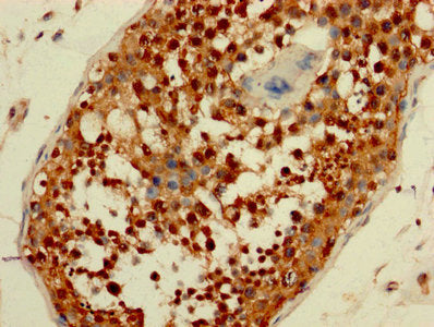 IHC image of CSB-PA05264A0Rb diluted at 1:200 and staining in paraffin-embedded human testis tissue performed on a Leica BondTM system. After dewaxing and hydration, antigen retrieval was mediated by high pressure in a citrate buffer (pH 6.0). Sec...