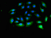 Immunofluorescent analysis of A549 cells using CSB-PA05289A0Rb at dilution of 1:100 and Alexa Fluor 488-congugated AffiniPure Goat Anti-Rabbit IgG(H+L)