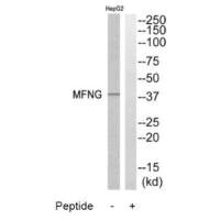 Western blot analysis of extracts from HepG2 cells, using MFNG antibody.