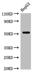 Western Blot Positive WB detected in: HepG2 whole cell lysate All lanes: GSK3A antibody at 3µg/ml Secondary Goat polyclonal to rabbit IgG at 1/50000 dilution Predicted band size: 51 kDa Observed band size: 51 kDa