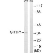 Western blot analysis of extracts from 293 cells, using GRTP1 antibody.