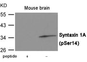 Western blot analysis of extracts from Mouse brain tissue using Syntaxin 1A (Phospho-Ser14) Antibody.The lane on the left is treated with the antigen-specific peptide.