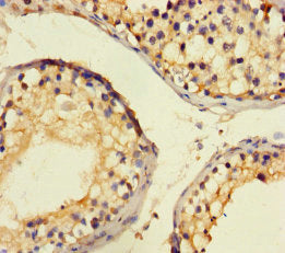 Immunohistochemistry of paraffin-embedded human testis tissue using CSB-PA05415A0Rb at dilution of 1:100