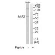 Western blot analysis of extracts from HuvEc cells, using MIA2 antibody.