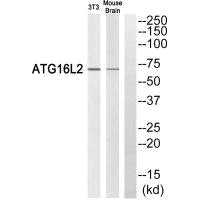 Western blot analysis of extracts from 3T3 cells and mouse brain cells, using ATG16L2 antibody.