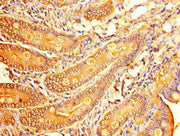 Immunohistochemistry of paraffin-embedded human small intestine tissue using CSB-PA05659A0Rb at dilution of 1:100