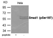Western blot analysis of extracts from Hela cells using Smad1 (Phospho-Ser187) Antibody.The lane on the left is treated with the antigen-specific peptide.