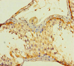 Immunohistochemistry of paraffin-embedded human testis tissue using CSB-PA05699A0Rb at dilution of 1:100