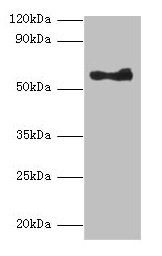 Western blot All lanes: ANGPT1 antibody at 2µg/ml + A549 whole cell lysate Secondary Goat polyclonal to rabbit lgG at 1/10000 dilution Predicted bands size: 58 kDa Observed bands size: 58 kDa