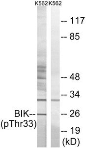 Western blot analysis of extracts from K562 cells, using BIK (Phospho-Thr33) antibody. The lane on the right is treated with the synthesized peptide.