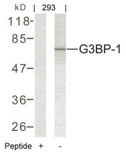 Western blot analysis of extracts from 293 cells using G3BP-1(Ab-232) Antibody and the same antibody preincubated with blocking peptide.