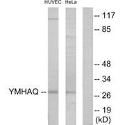 Western blot analysis of extracts from HUVEC cells and HeLa cells, using 14-3-3 θ antibody.