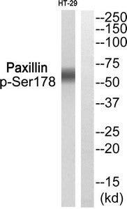 Western blot analysis of extracts from HT-29 using Paxillin (Phospho-Ser178) Antibody.The lane on the right is treated with the antigen-specific peptide.