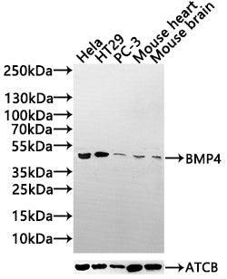 Western Blot Positive WB detected in: Hela whole cell lysate(30µg), HT29 whole cell lysate(30µg), PC-3 whole cell lysate(30µg), Mouse Heart tissue lysate(30µg),Mouse Brain tissue lysate(30µg) All lanes: BMP4 antibody at 1:1000 Secondary Goat polyc...