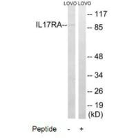 Western blot analysis of extracts from LOVO cells, using IL17RAantibody.