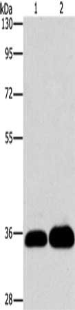 Gel: 10%SDS-PAGE, Lysate: 40 ug, Lane 1-2: K562 cells, 293T cells, Primary antibody: CSB-PA058139(LIN28B Antibody) at dilution 1/550, Secondary antibody: Goat anti rabbit IgG at 1/8000 dilution, Exposure time: 1 minute
