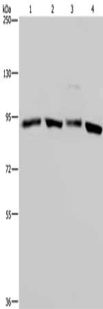 Gel: 6%SDS-PAGE, Lysate: 40 ug, Lane 1-4: Hela cells, K562 cells, mouse brain tissue, 293T cells, Primary antibody: CSB-PA058295(HSP90AA1 Antibody) at dilution 1/300, Secondary antibody: Goat anti rabbit IgG at 1/8000 dilution, Exposure time: 5 se...