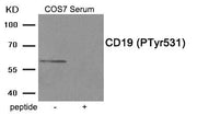 Western blot analysis of extracts from COS7 cells treated with Serum using Phospho-CD19 (Tyr531) antibody.The lane on the right is treated with the antigen-specific peptide.