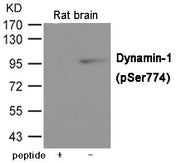 Western blot analysis of extracts from Rat brain tissue using Dynamin-1 (Phospho-Ser774) Antibody.The lane on the left is treated with the antigen-specific peptide.