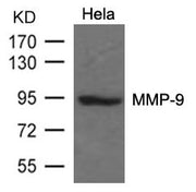 Western blot analysis of extracts from Hela cells using MMP-9 Antibody.