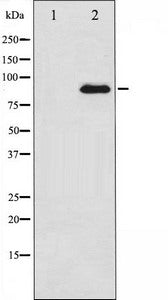 Western blot analysis of PKC zeta expression in PMA treated COS7 whole cell lysates,The lane on the left is treated with the antigen-specific peptide.