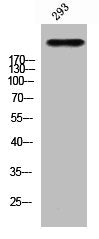 Western blot analysis of 293 using p-Tuberin (T1462) antibody.