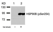 Western blot analysis of extracts from Hela cells untreated(lane 1) or treated with hot shock(lane 2) using HSP90B(Phospho-Ser254) Antibody.