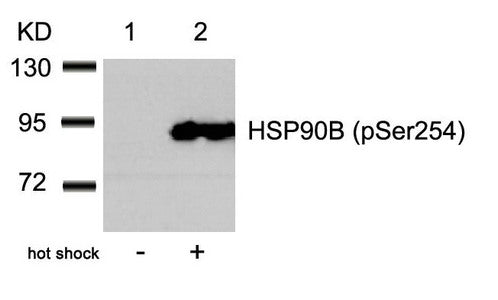 Western blot analysis of extracts from Hela cells untreated(lane 1) or treated with hot shock(lane 2) using HSP90B(Phospho-Ser254) Antibody.