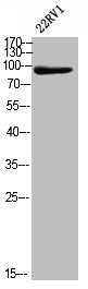 Western blot analysis of 22RV1 using p-VCP (S352) antibody.