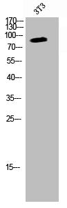 Western Blot analysis of K562 cells using VCP Polyclonal Antibody