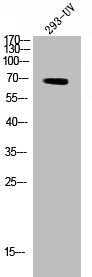 Western Blot analysis of 293 cells using Phospho-Ezrin (Y146) Polyclonal Antibody