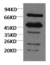 Western blot analysis of Arabidopsis thaliana using diluted at 1:5000.