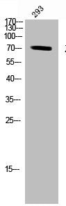Western Blot analysis of 293 cells using ZAP-70 Polyclonal Antibody