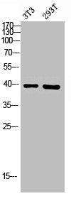 Western Blot analysis of NIH-3T3 293T cells using CA XII Polyclonal Antibody