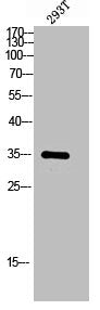 Western blot analysis of 293T lysis using MMTAG2 antibody.