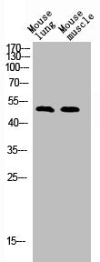 Western Blot analysis of mouse-lung mouse-muscle cells using TFEB Polyclonal Antibody