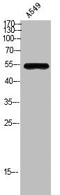Western Blot analysis of A549 cells using GPR172A Polyclonal Antibody