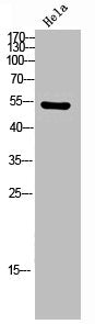 Western Blot analysis of HELA cells using Phospho-CaMKIIα/δ (T286) Polyclonal Antibody