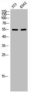 Western Blot analysis of NIH-3T3/K562 cells using CaMKIIα/δ Polyclonal Antibody