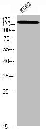 Western blot analysis of K562 using p-SMC1 (S966) antibody.